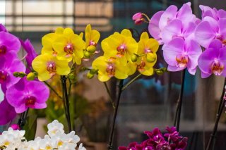 Phalaenopsis Orchideen 