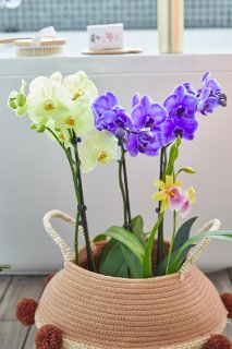 Orchideen im Bad 